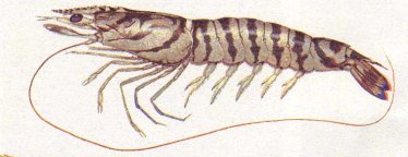 �N���}�G�r