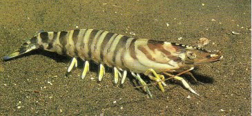 �����̃N���}�G�r