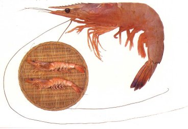 �^�C�V���E�G�r