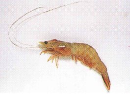 �o�i�i�G�r