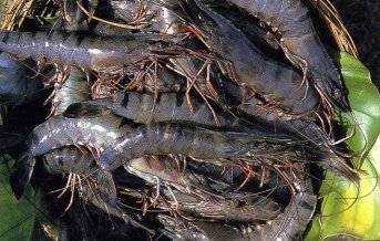 �u���b�N�^�C�K�[