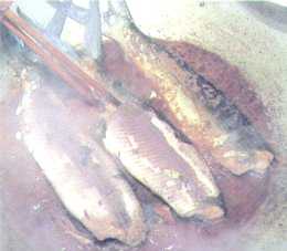 �ݖ�����ɂ����T�o�q�[