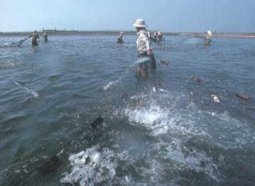 �{�B�r�ŕߊl�����T�o�q�[